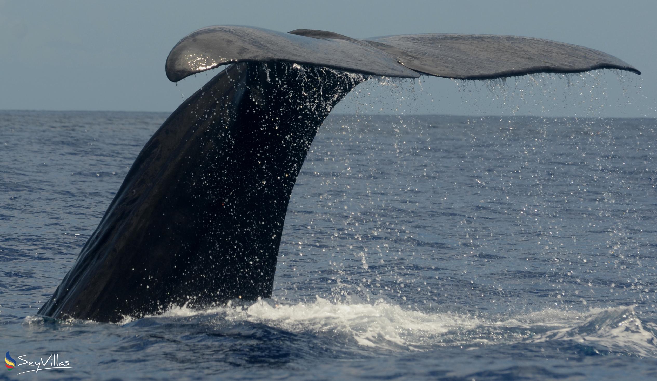 Foto 3: Silhouette Whales and Dolphins Expedition - Aussenbereich - Seychellen (Seychellen)