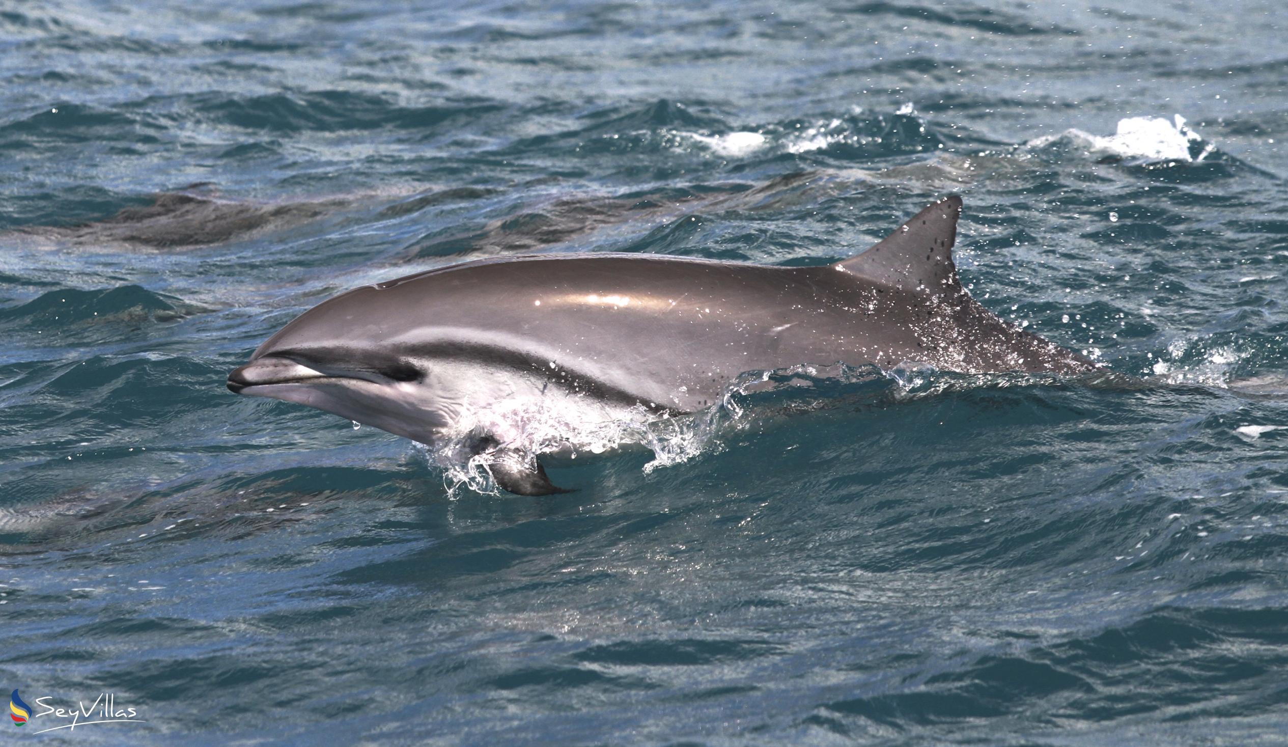 Foto 6: Silhouette Whales and Dolphins Expedition - Aussenbereich - Seychellen (Seychellen)