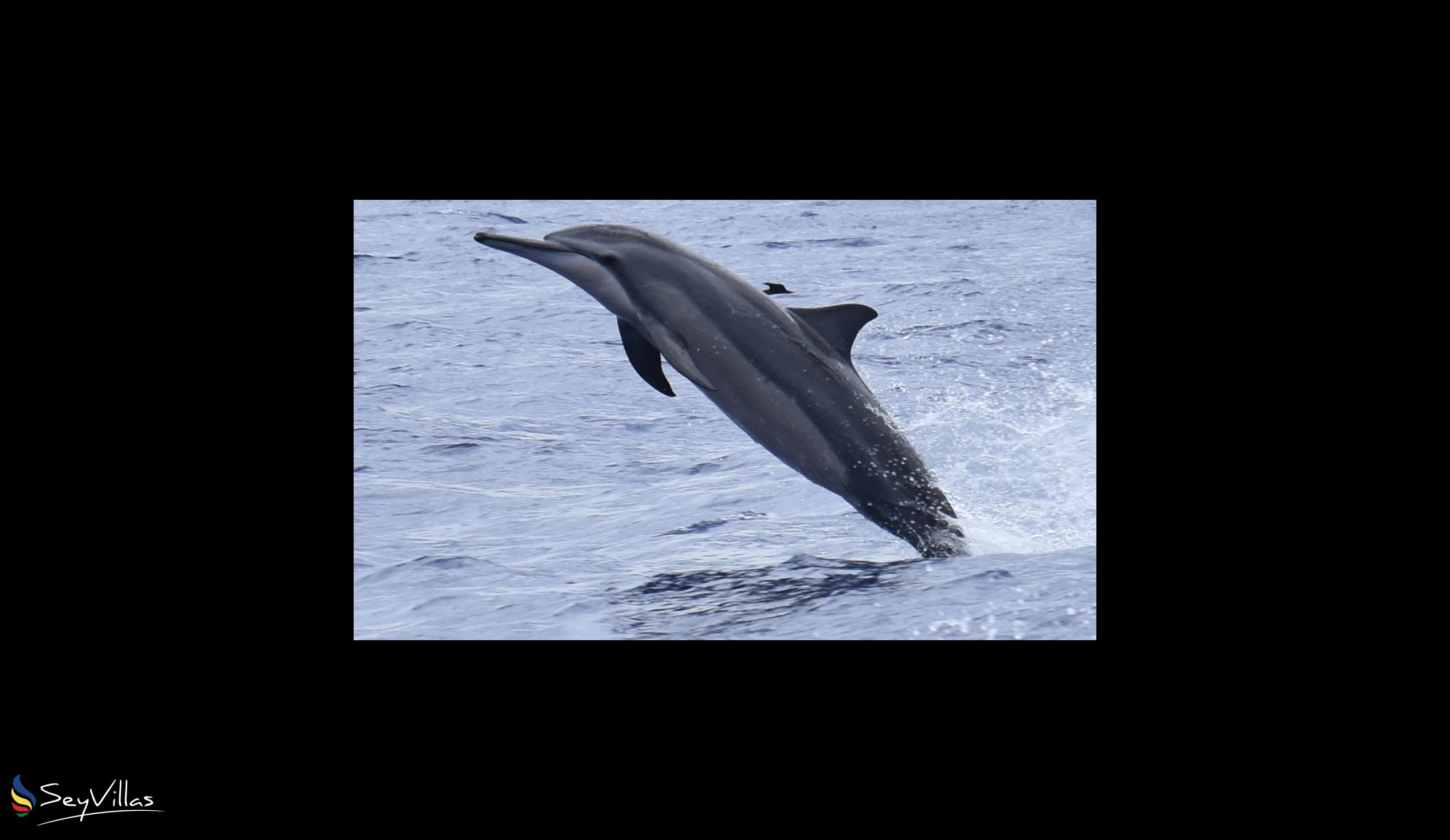 Foto 5: Silhouette Whales and Dolphins Expedition - Aussenbereich - Seychellen (Seychellen)