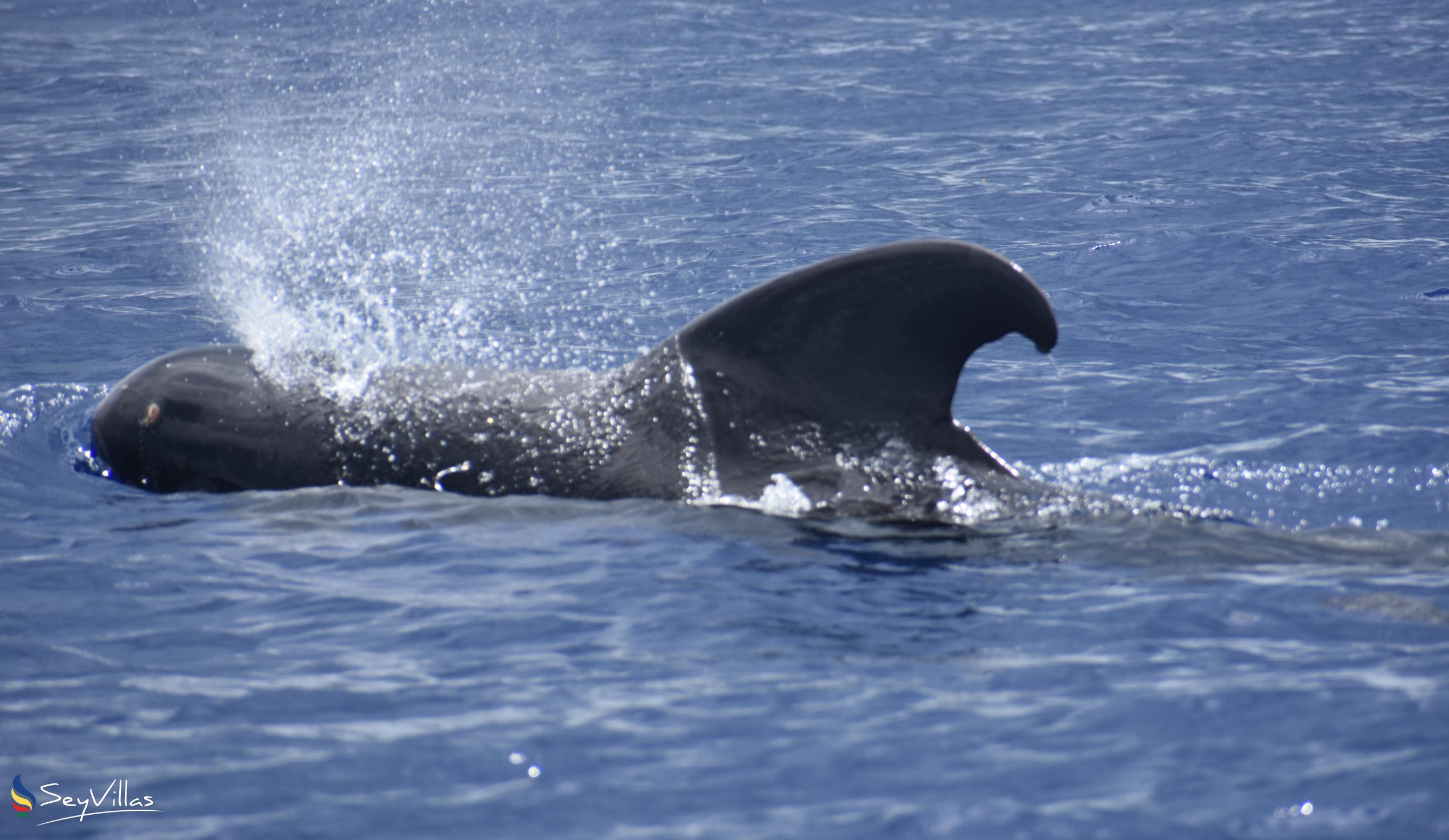 Foto 13: Silhouette Whales and Dolphins Expedition - Aussenbereich - Seychellen (Seychellen)