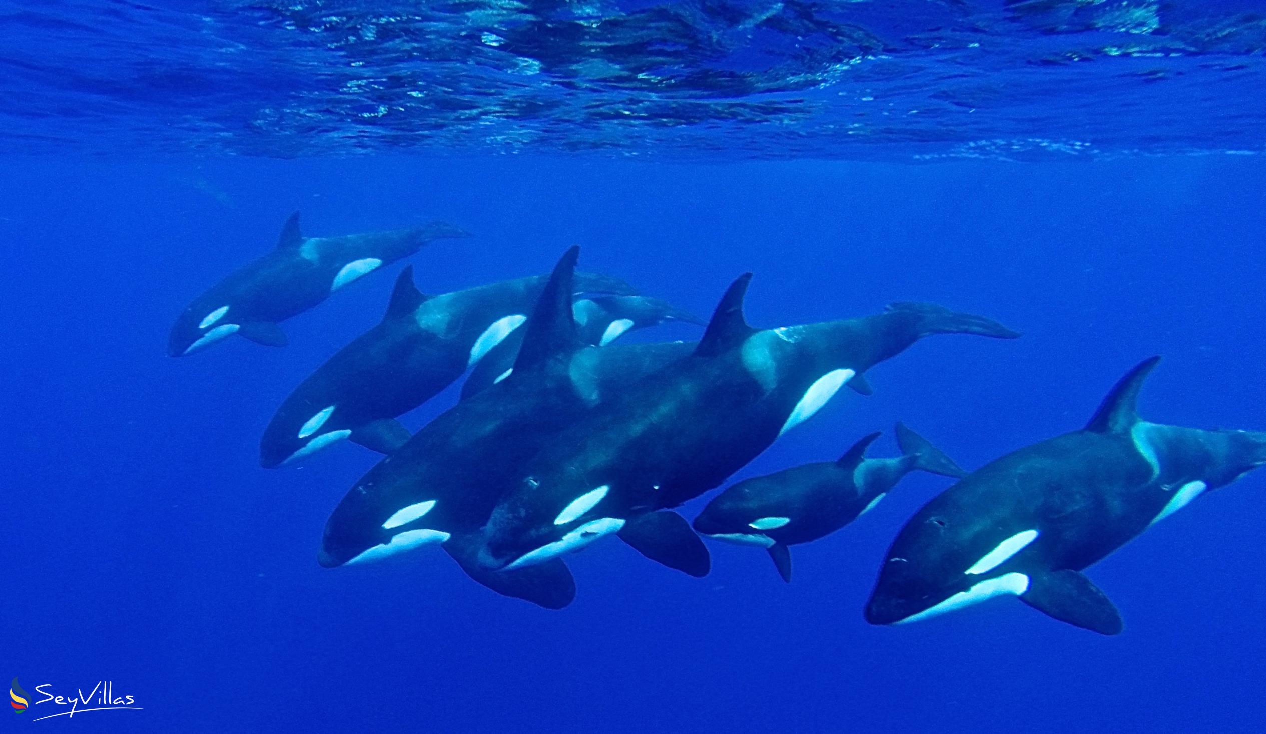 Foto 8: Silhouette Whales and Dolphins Expedition - Aussenbereich - Seychellen (Seychellen)