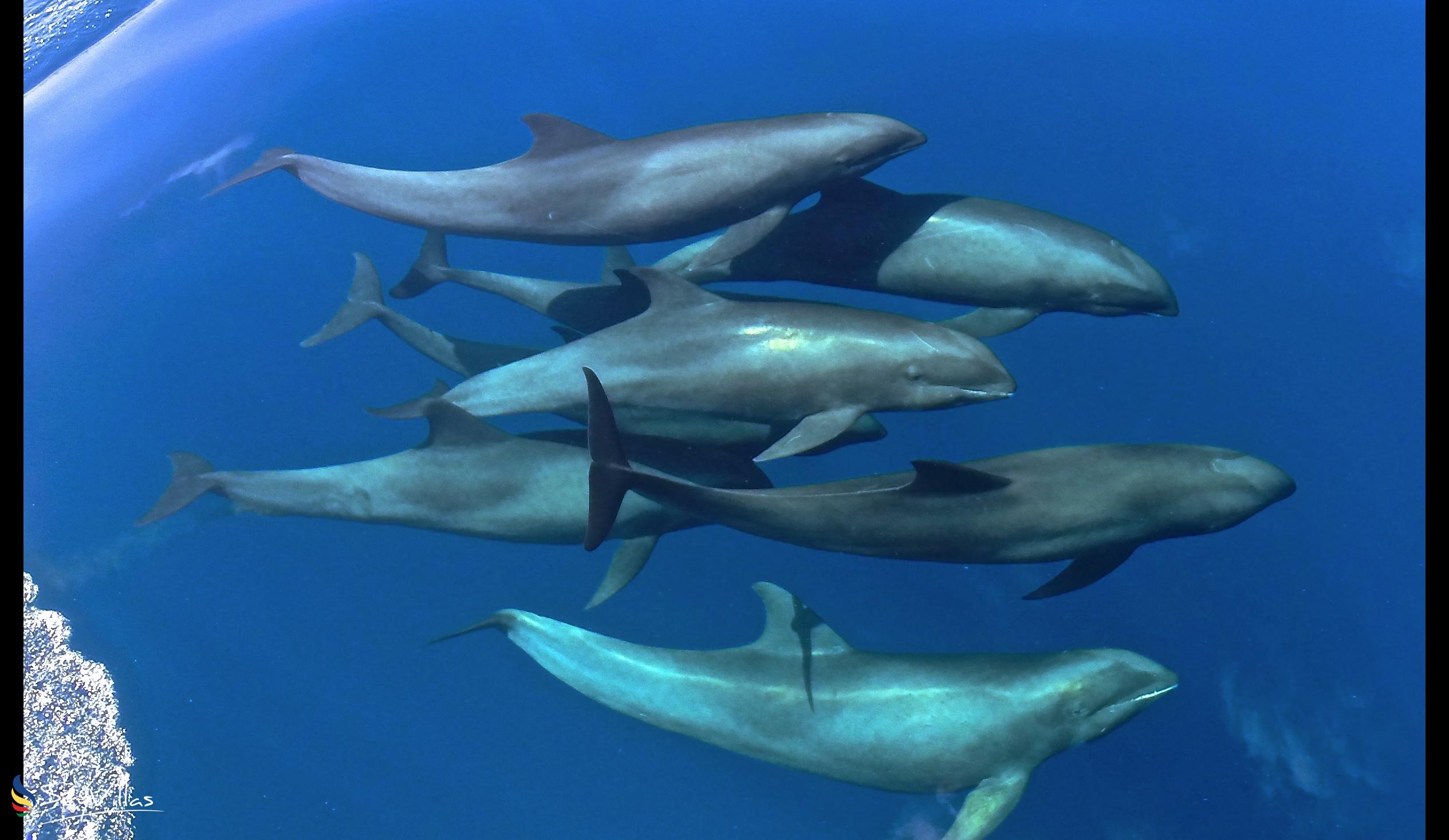 Foto 7: Silhouette Whales and Dolphins Expedition - Aussenbereich - Seychellen (Seychellen)